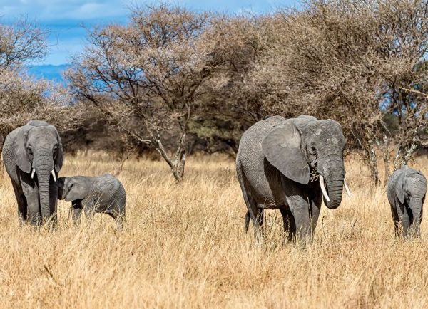 Kidepo Valley National Park