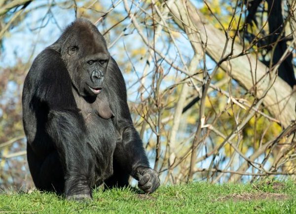 Mgahinga gorilla national park