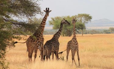 Our 7 Daily Departure Group Safari Tours In Kenya