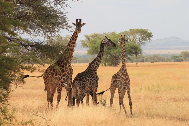 Our 7 Daily Departure Group Safari Tours In Kenya