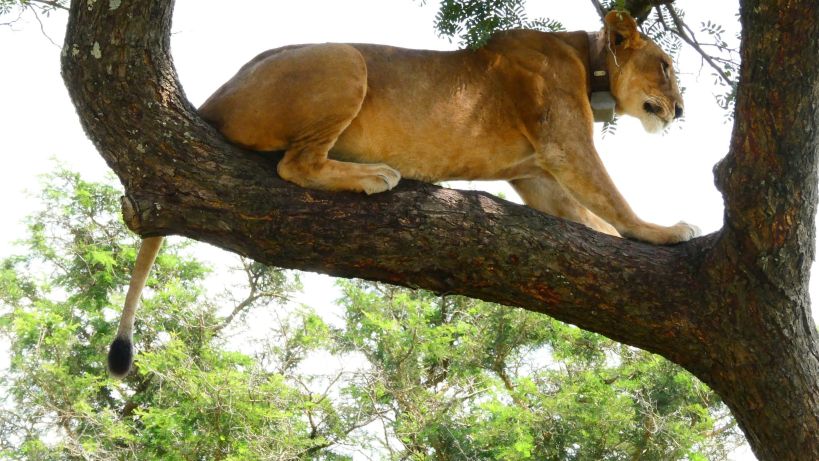 Queen Elizabeth Luxury Safari Tour Uganda