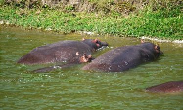 Queen Elizabeth National Park Safari