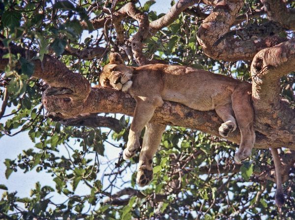 Queen elizabeth national park