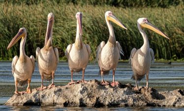 Top 15 Eco Safaris in East Africa