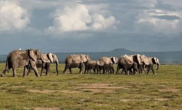 Top 6 Best Tanzania Affordable Safari Tours