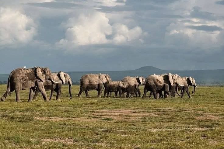 Top 6 Best Tanzania Affordable Safari Tours