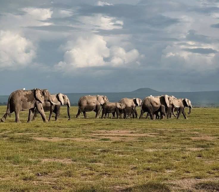 Top 6 Best Tanzania Affordable Safari Tours