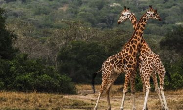 Top 6 Best Tanzania Wildlife Safari Tours