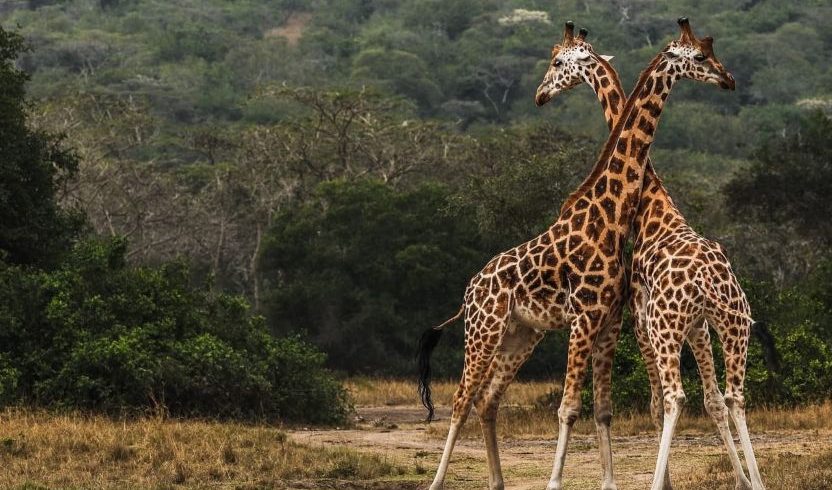 Top 6 Best Tanzania Wildlife Safari Tours