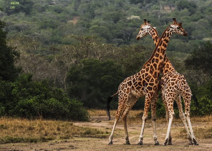 Top 6 Best Tanzania Wildlife Safari Tours