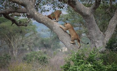 Uganda Big five Safari Tour