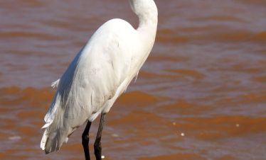 Uganda Birding Safari Tours