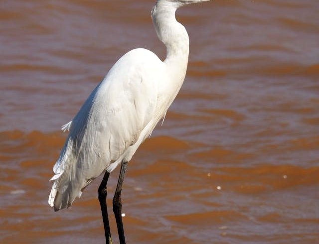 Uganda Birding Safari Tours