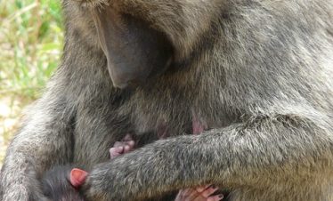 Uganda Budget Safari Tours