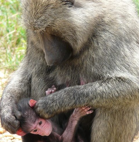 Uganda Budget Safari Tours