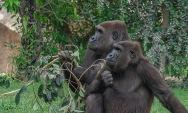 Uganda Gorilla Trekking Tour