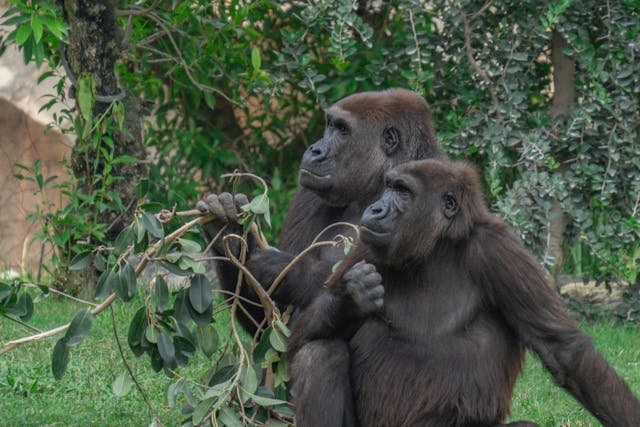 Uganda Gorilla Trekking Tour