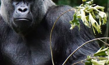 Uganda Travel Guide