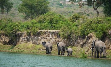 Uganda Wildlife Safari Tour & Price