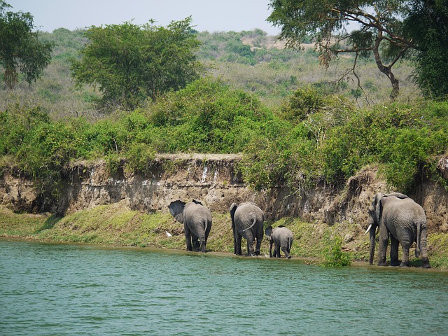 Uganda Wildlife Safari Tour & Price