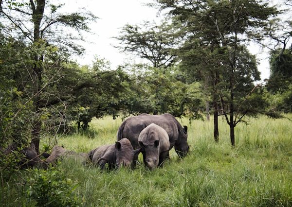 Ziwa rhino and wildlife ranch