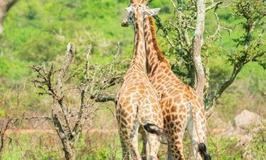 10 Days Uganda Highlight Safari
