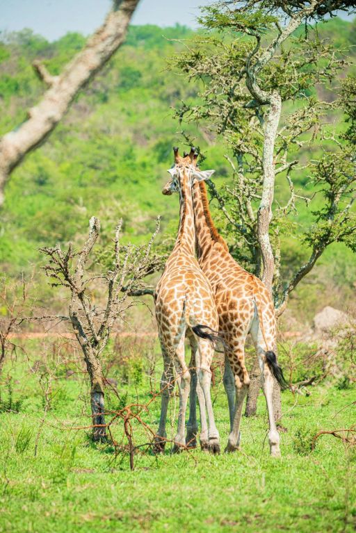 10 Days Uganda Highlight Safari