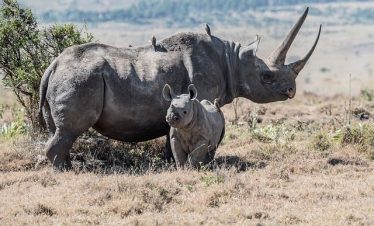 10 Days Uganda Wildlife & Hiking Experience Safaris