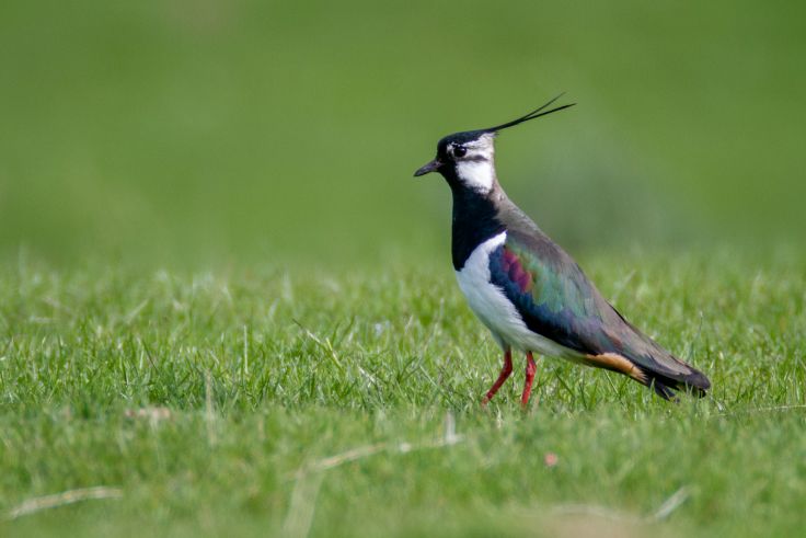 10 days Uganda Gorilla & Bird Watching Tour