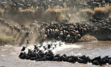 11 Days Kenya Tanzania Migration Luxury Safari Tour