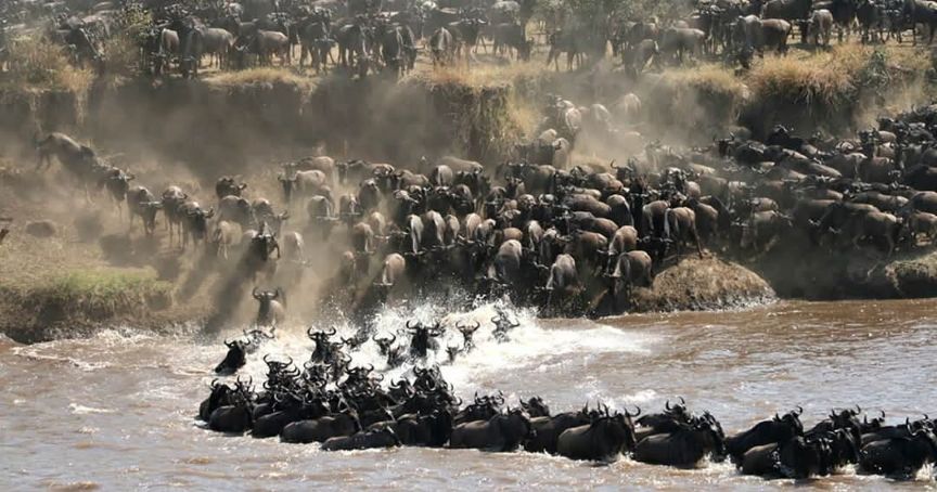 11 Days Kenya Tanzania Migration Luxury Safari Tour