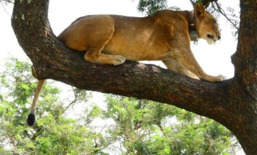 11 Days Uganda Big Five & Primate Tour