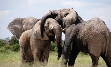 12 Days Kenya Uganda Budget Wildlife Tour