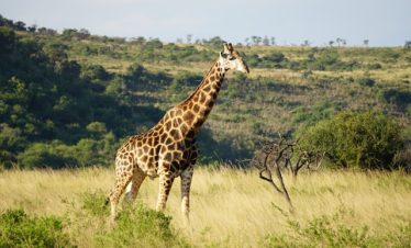 12 Days Uganda Complete Safari Circuit
