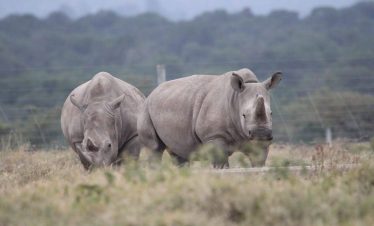 13 Days Kenya Tanzania Big Five Luxury & Zanzibar beach Safari Tour