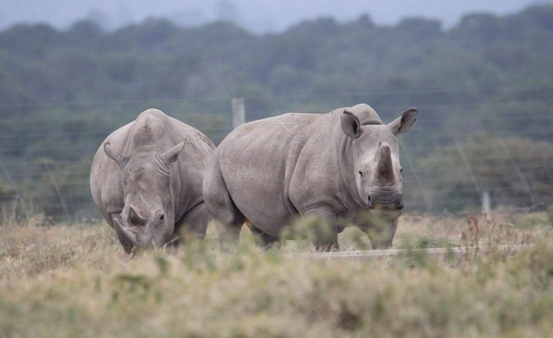 13 Days Kenya Tanzania Big Five Luxury & Zanzibar beach Safari Tour