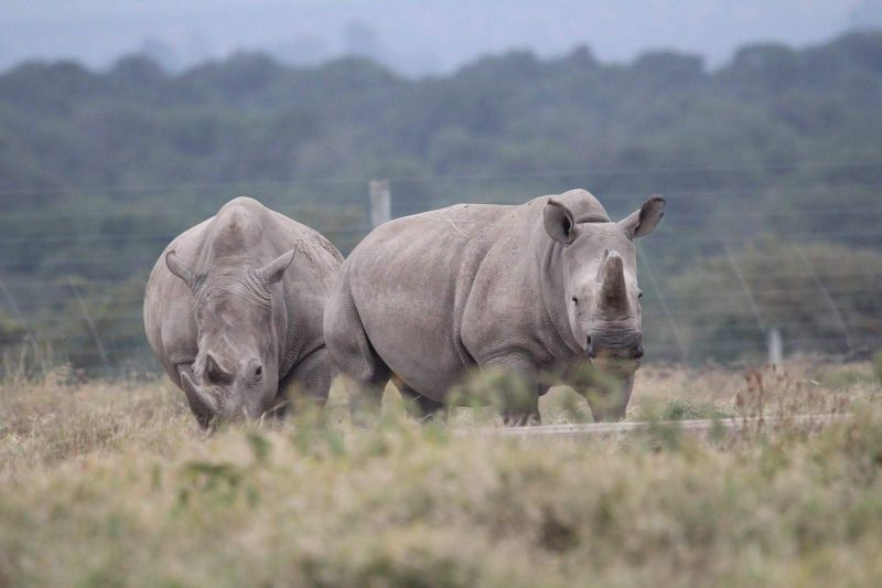 13 Days Kenya Tanzania Big Five Luxury & Zanzibar beach Safari Tour