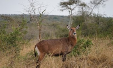 13 Days Uganda Gorilla Chimpanzee & Big Five Safari