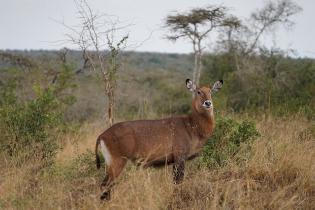 13 Days Uganda Gorilla Chimpanzee & Big Five Safari