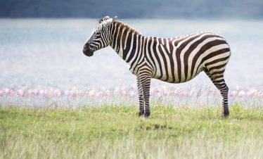 14 Days Uganda Adventure Safari Tour