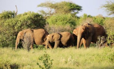 16 Days Uganda Grand Safaris & Cultural Discovery