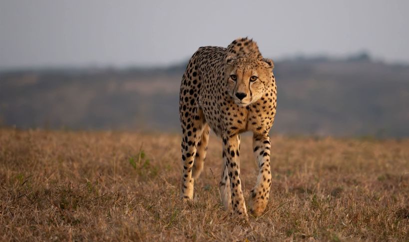 2 Days Murchison NP Safari Tours