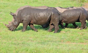 2 Days Ziwa Rhino Sanctuary Tour Uganda