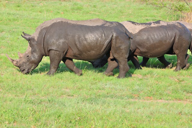 2 Days Ziwa Rhino Sanctuary Tour Uganda