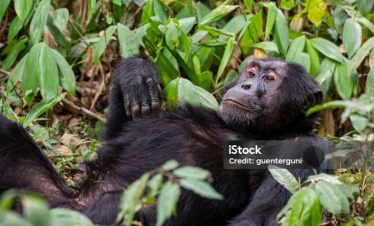 3 Best Uganda Chimpanzee Trekking Safari Tours