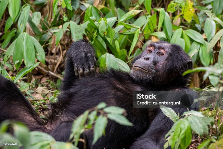 3 Best Uganda Chimpanzee Trekking Safari Tours