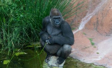 3-Day Bwindi Budget Safari Tour Uganda