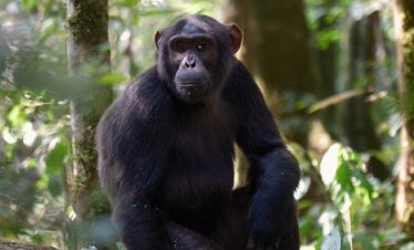 3 Days Chimpanzee Budget Safari in Uganda