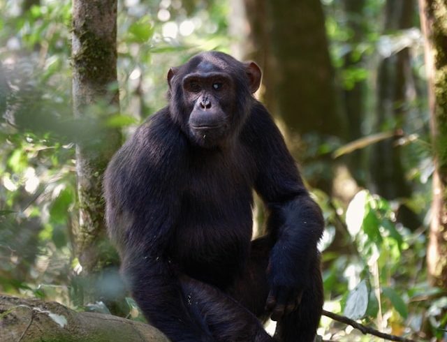3 Days Chimpanzee Budget Safari in Uganda