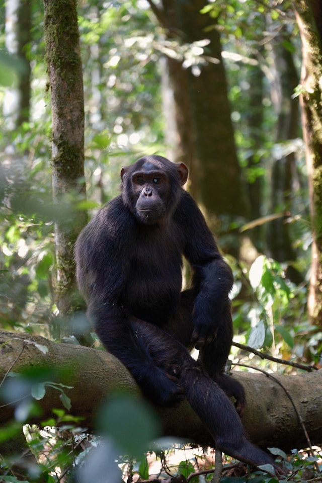 3 Days Chimpanzee Budget Safari in Uganda